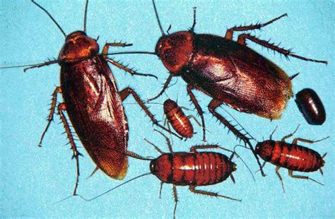 Roaches are everywhere. How do I get rid of them?