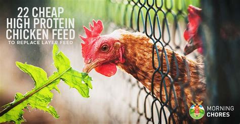 22 Cheap High Protein Chicken Feed Options to Replace Layer Feed