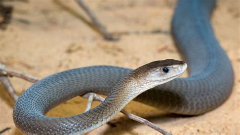 TOP 10 MOST POISONOUS SNAKE IN THE WORLD