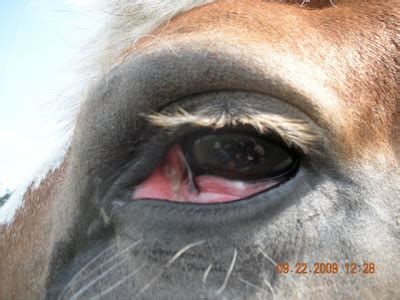 Arthur Veterinary Clinic: Cancer Eye in Horses