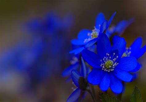 @paytm_official #GoBlueWithPaytm | Blue flower photos, Blue flowers, I know the plans