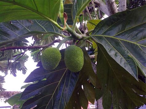 FRUTO DEL ÁRBOL DE CASTAÑA DE LA CASA DE LA ABUELA | Pandan, Fruit