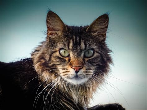 Maine Coon Magic: What is so special about Maine Coon Cats - MaineCoon.org