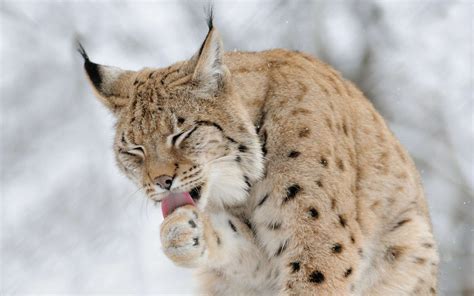 HD Wallpaper of a Playful Lynx in a Snowy Landscape