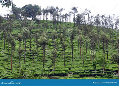 Tea cultivation stock photo. Image of beautiful, landscape - 22313324