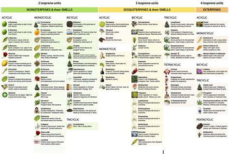 Terpenes, A Practical Guide for Understanding and Application - GROZINEGROZINE