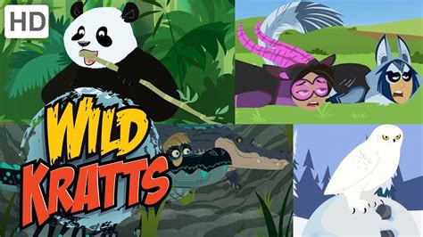 Wild Kratts 🐺🐼 Exploring the Animal Kingdom 🐊🦉 Kids Videos - YouTube