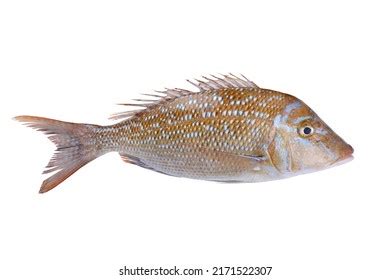 891 Fresh Seafood At Egypt Images, Stock Photos & Vectors | Shutterstock