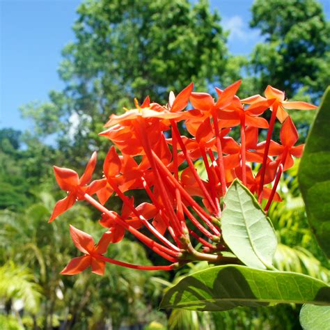 Dominica Flower / National Symbol: Sabinea Carinalis (Bwa Kwaib)