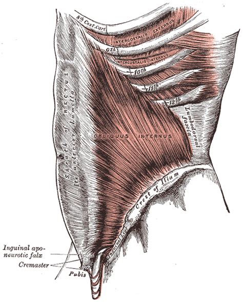 Musculus obliquus internus abdominis – Wikipedia