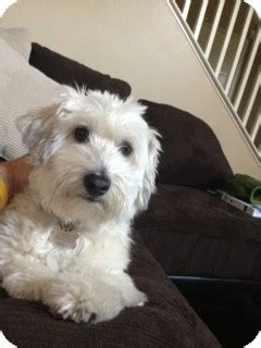 HARLEY | Adopted Dog | adoption pending | Encino, CA | Havanese/Cockapoo Mix