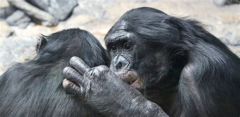 Bonobo: Characteristics, Diet, Facts & More [Fact Sheet]