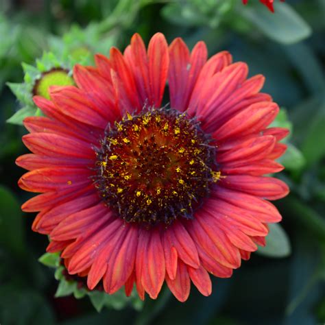 Gaillardia x grandiflora 'Mesa Red' | The Small Batch Nursery