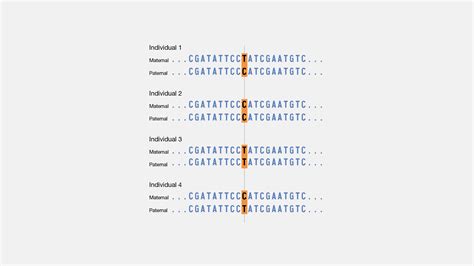 Elementar Vorurteil Sprich mit snp genetic markers Schmetterling ...