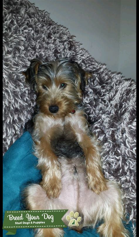 Stud Dog - Male Yorkie - Breed Your Dog