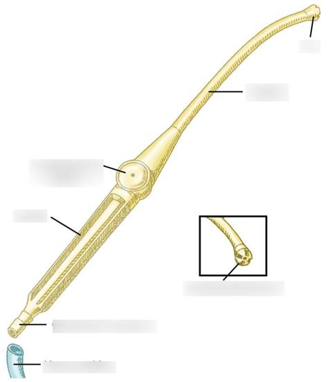 Yankauer Rigid Tonsillar Tip Diagram | Quizlet