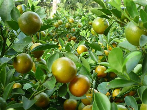 Cây Tắc, Quất, Hạnh - Citrus Microcarpa - thuộc họ cam quít (Rutaceae) - a photo on Flickriver