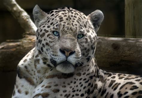 Blog Interessante: Raros Filhotes de Onça Branca / Rare Cubs of white jaguar