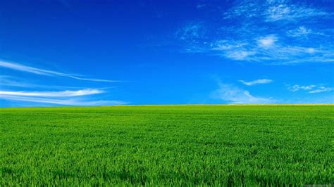 Green Grass Under Blue Sky HD Nature Wallpapers | HD Wallpapers | ID #45110