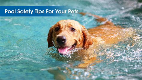 8 Pool Safety Tips For Your Pets – Poolfence