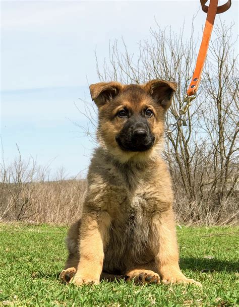 German Shepherd Puppies For Sale | Fort Worth, TX #274060