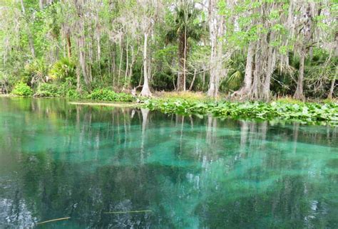 Silver Springs State Park: 7 reasons to visit famous spring