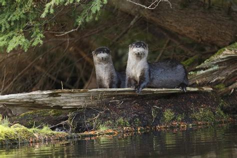 9 Amazing Facts About River Otters