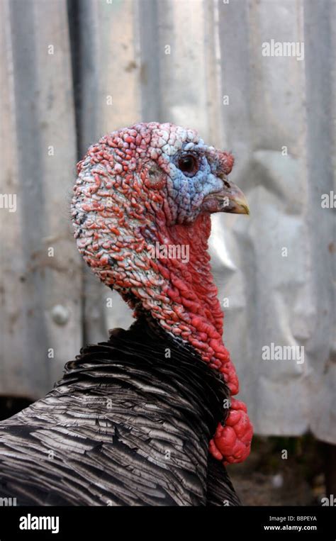 Close up of a turkey Stock Photo - Alamy