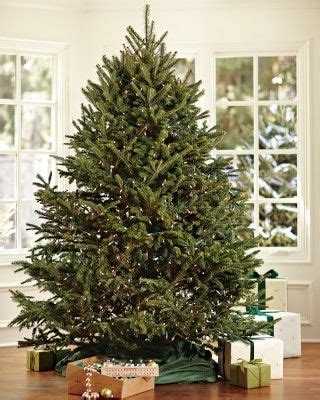 Williams-Sonoma Williams Sonoma Fresh Blue Ridge Mountain Christmas Tree | Outdoor christmas ...