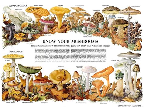 SCIENCE BIOLOGY MYCOLOGY MUSHROOM FUNGUS TOADSTOOL CHART POSTER PRINT BB7301B | Stuffed ...