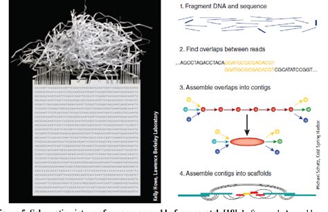 Figure 1 from Convergent and divergent adaptations of subterranean rodents Genome wide studies ...