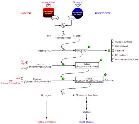 Glycogenolysis in muscle and liver: Steps, regulation, enzymes, and products. | Chemical ...