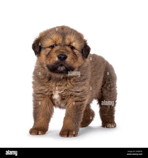 Adorable baby Tibetan Mastiff dog puppy, standing up side ways. Looking ...