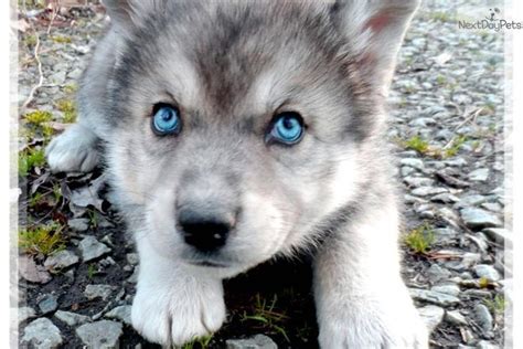 AMAZING WOLF CROSS | Wolf hybrid puppies, Wolf dog puppy, Hybrid dogs