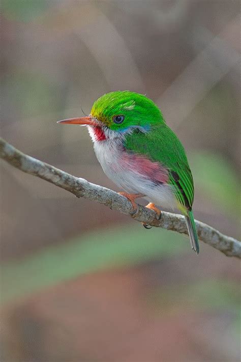 Cuban Tody (Todus multicolor) [900x600] (photo by Waldemar Reczydlo) : AnimalPorn | Pet birds ...