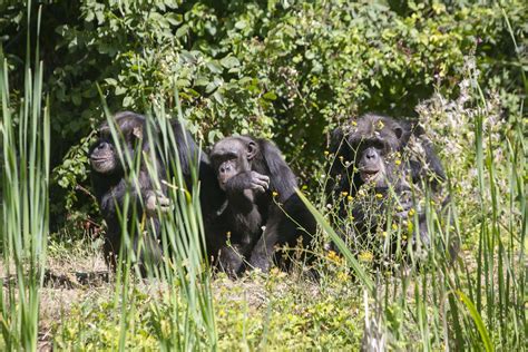 La Vallée en images Parc animalier de primates unique en France