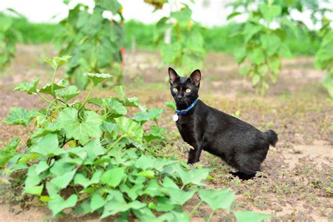 Japanese Bobtail: Breed Profile, Characteristics & Care