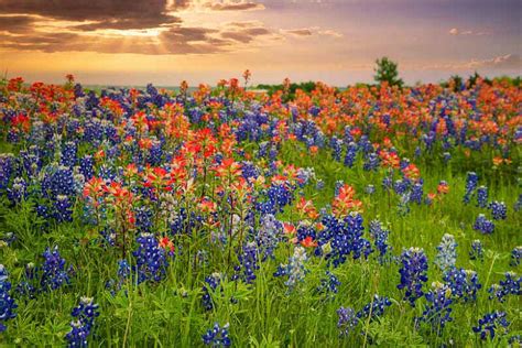 Flowers Types Bluebonnet | Best Flower Site