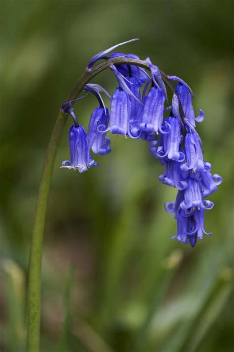 Bluebell Flowers: Beautiful and Whimsical Perennials - Dengarden