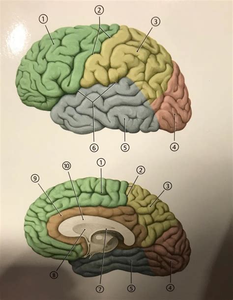 telencephalon I Diagram | Quizlet