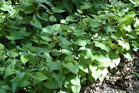 Chameleon Plant (Houttuynia cordata) in Columbus Dublin Delaware Grove ...