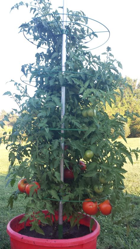 The Tomato Tower is the best tomato cage on the market to help | Etsy