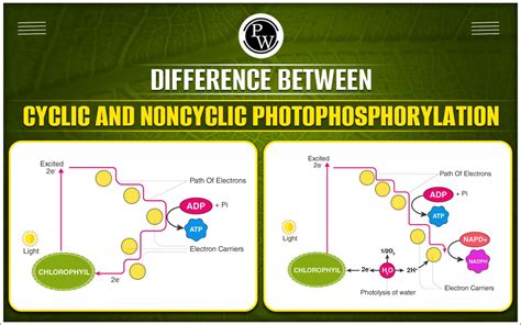 Difference Between Cyclic And Noncyclic Photophosphorylation