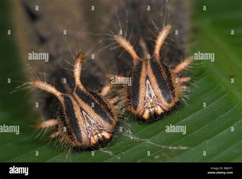 Owl Butterfly Caligo memnon caterpillar Costa Rica Stock Photo - Alamy