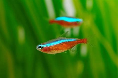 Cardinal Tetra Care 101: Tank Size, Tank Mates, Food, Breeding