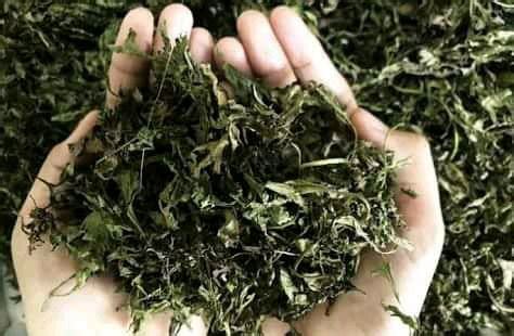 Jual DAUN KENIKIR KERING di Lapak Yusron Herbamart | Bukalapak