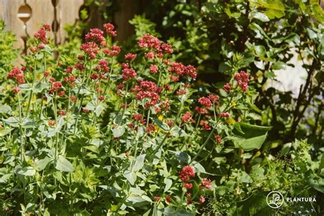 Red valerian: characteristics, care & varieties - Plantura