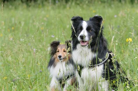 12 Things You Didn’t Know About The Miniature Collie | Your Dog Advisor