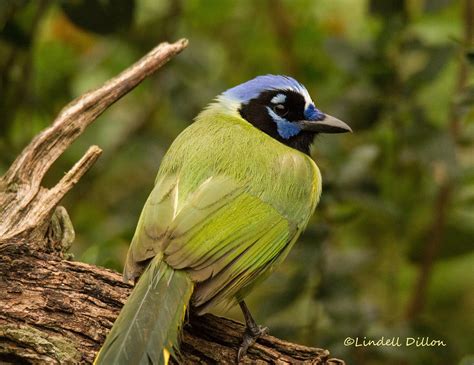 Green Jay | One of the few birds that have been observed usi… | Flickr