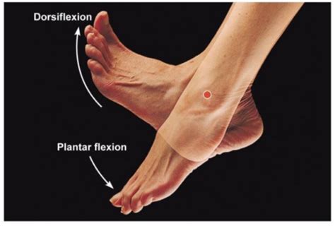 Seven Drills to Improve Dorsiflexion in the Ankle - Invictus Fitness ...